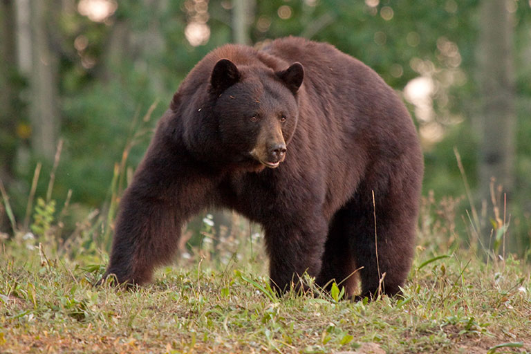 A Bear